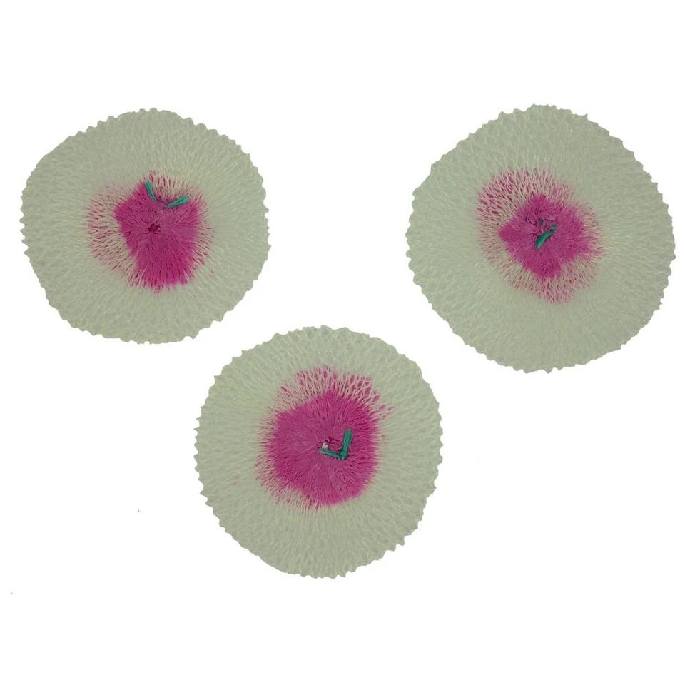 Coleman Mantles - 3 Pack 4 Coleman Mantles - 3 Pack - Image 2